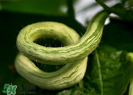 蛇瓜什么時(shí)候種？蛇瓜的種植方法