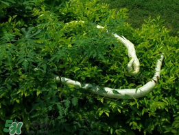 蛇瓜什么時(shí)候種？蛇瓜的種植方法