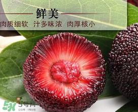 荸薺楊梅和東魁楊梅哪個(gè)好吃？荸薺楊梅跟東魁楊梅有什么區(qū)別？