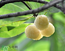 白楊梅多少錢一斤？白楊梅產(chǎn)地