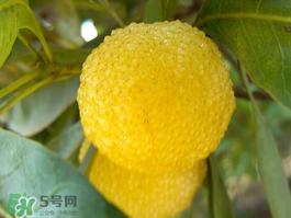 白楊梅可以泡酒嗎？白楊梅泡酒有什么功效？