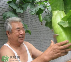 砍瓜種子哪里有賣的？砍瓜多少錢一斤？