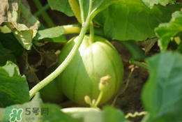 菜瓜多少錢一斤？菜瓜怎么挑？