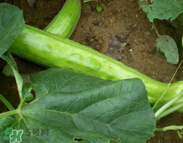 菜瓜多少錢一斤？菜瓜怎么挑？