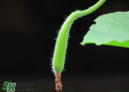 苦瓠子有毒嗎？苦瓠子中毒怎么辦？