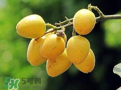 黃皮果怎么吃？黃皮果有什么功效