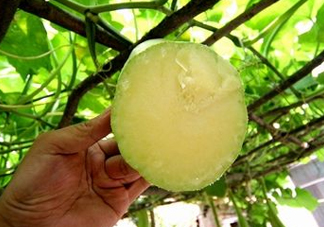 砍瓜種子哪里有賣(mài)的？砍瓜多少錢(qián)一斤？