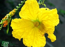 南瓜花有什么作用？南瓜花的作用及禁忌