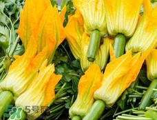 南瓜花花蕊能吃嗎？南瓜花是雌雄同株嗎