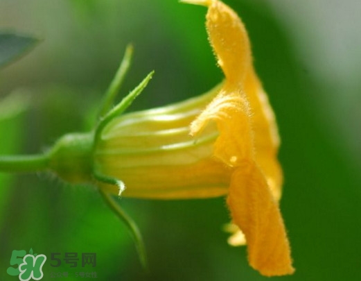 南瓜花可以吃嗎？南瓜花怎么吃