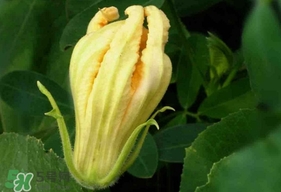 南瓜花怎么洗？南瓜花怎么處理