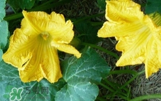 南瓜花花蕊能吃嗎？南瓜花是雌雄同株嗎