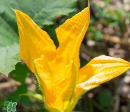 南瓜花可以吃嗎？南瓜花怎么吃