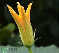南瓜花花蕊能吃嗎？南瓜花是雌雄同株嗎