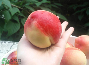 毛桃熱量高嗎？一個毛桃的熱量
