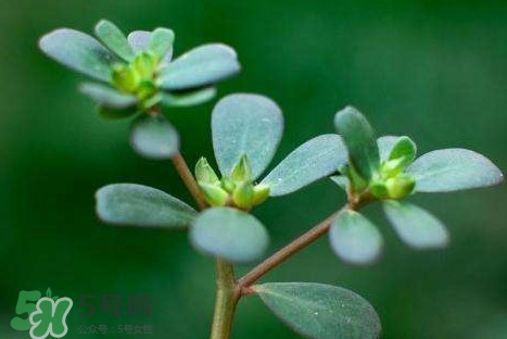 螞蚱菜洗好后怎么保存？剛采的螞蚱菜能存放幾天