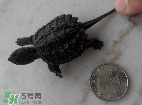 鱷龜是保護(hù)動物嗎？鱷龜是外來物種嗎