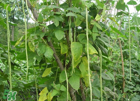 7月份可以種豆角嗎？豆角幾月份種？