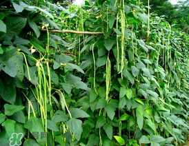 7月份可以種豆角嗎？豆角幾月份種？