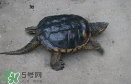 鱷龜怎么飼養(yǎng)？鱷龜吃什么