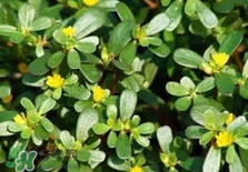 螞蚱菜是馬齒莧嗎？螞蚱菜是什么樣子的