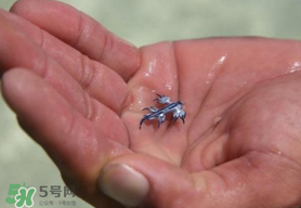 海蛞蝓可以當(dāng)寵物養(yǎng)嗎？ 海蛞蝓多少錢一只？