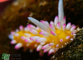 海蛞蝓可以當(dāng)寵物養(yǎng)嗎？ 海蛞蝓多少錢一只？