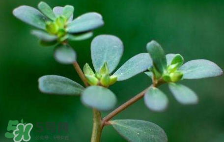 螞蚱菜對(duì)人體有哪些好處？螞蚱菜不能和什么一起吃