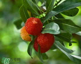 七月份還有楊梅嗎？7月份楊梅哪里有？