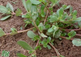 螞蚱菜怎么吃？螞蚱菜怎么做好吃