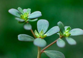 螞蚱菜洗好后怎么保存？剛采的螞蚱菜能存放幾天