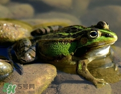 吃青蛙犯法嗎？買賣青蛙怎么處罰