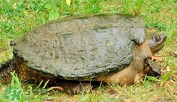 鱷龜是保護(hù)動物嗎？鱷龜是外來物種嗎