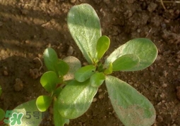 螞蚱菜洗好后怎么保存？剛采的螞蚱菜能存放幾天