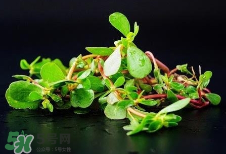 螞蚱菜是馬齒莧嗎？螞蚱菜是什么樣子的