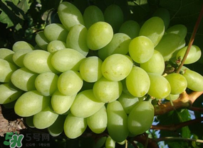 青提上有黑點(diǎn)怎么回事？青提長斑點(diǎn)是什么原因？