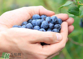 藍莓什么品種好？盆栽藍莓什么品種好？