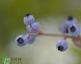 野生藍莓多少錢一斤？野生藍莓多少錢一箱？