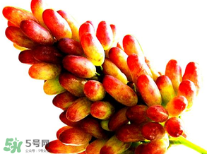 美人指葡萄多少錢一斤？美人指葡萄是轉基因嗎？