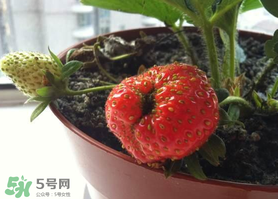 七月份有草莓嗎？7月份有草莓嗎？