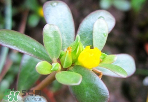 馬蜂菜治什么??？馬蜂菜的功效與作用