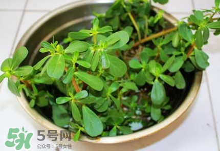 馬蜂菜治什么??？馬蜂菜的功效與作用