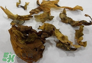 昆布是什么？昆布是海帶嗎