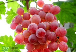 紅提變軟了還能吃嗎？紅提變軟是不是壞了？
