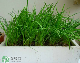 6月份能種韭菜嗎？ 6月份能種韭菜種子嗎？