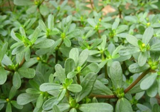 馬蜂菜治什么??？馬蜂菜的功效與作用