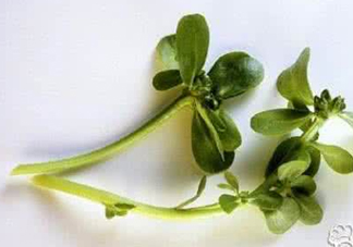馬蜂菜有毒嗎？馬蜂菜有什么好處
