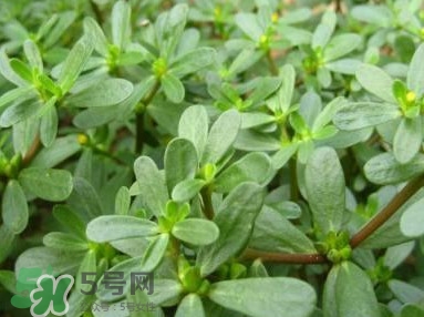 馬蜂菜跟什么相克？什么人不能吃馬蜂菜？