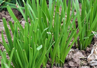 6月份能種韭菜嗎？ 6月份能種韭菜種子嗎？