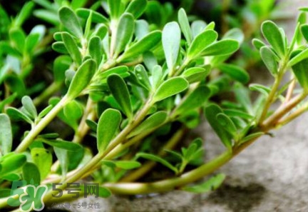 馬蜂菜有毒嗎？馬蜂菜有什么好處